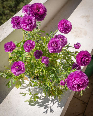 Lushly blooming violet asian buttercups (ranunculus) in pots on the balconyの写真素材
