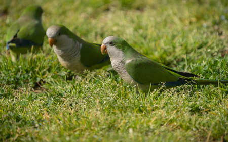 Image of green parrots walking on green grass, Rome, Italy (selective focus)の写真素材