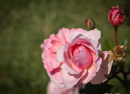 Image of tender pink rose with green leaves in Rome in Italyの写真素材