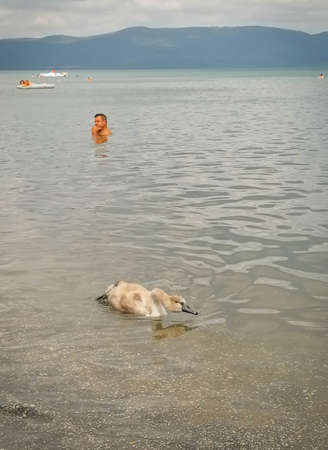 Bracciano, Italy - August 08, 2021, Baby of white swan on the beach among people on Lake Bracciano in Italyのeditorial素材