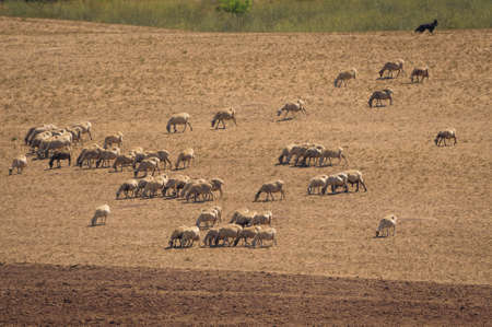 Image of sheep grazing in a field in the suburbs of Rome in Italy