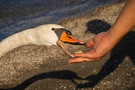 White swan taking food from a human hand on Lake Bracciano in Lazio in Italyの写真素材