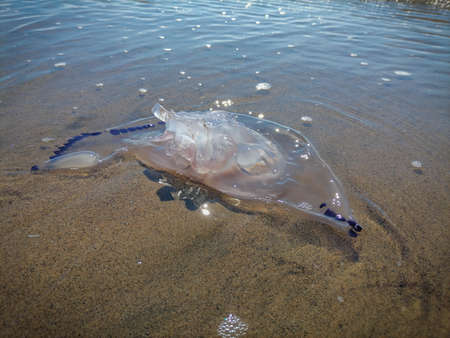 Remains of large purple-rimmed jellyfish in surf on a beach in Sabaudia in Italy