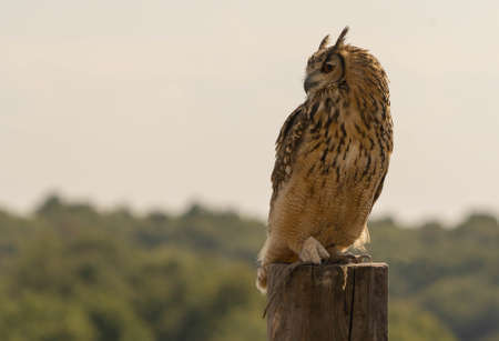 Portrait of a large brown eared eagle owl on a forest backgroundの写真素材