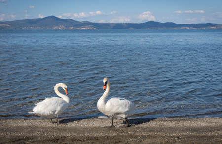 Image of two swans with elegant necks on Lake Bracciano in Lazio in Italyの写真素材