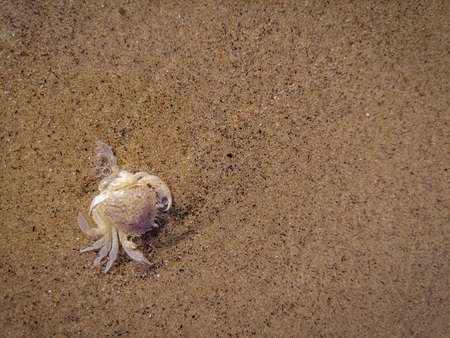 Crab shell in the surf on the beach in Sabaudia in Italy