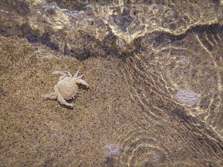 Crab shell in the surf on the beach in Sabaudia in Italyの写真素材
