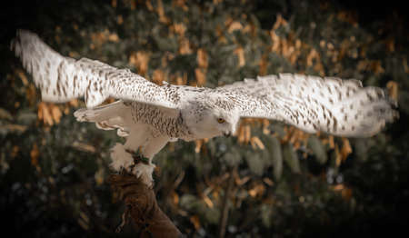 Image of great white snowy owl with spread wingsの写真素材