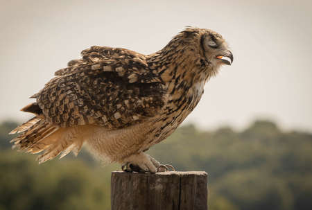Image of a large brown owl with closed eyes sitting on a tree stump in profileの写真素材