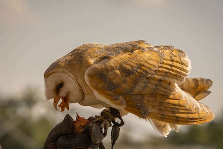 Image of barn owl while feeding on a hunting gloveの写真素材