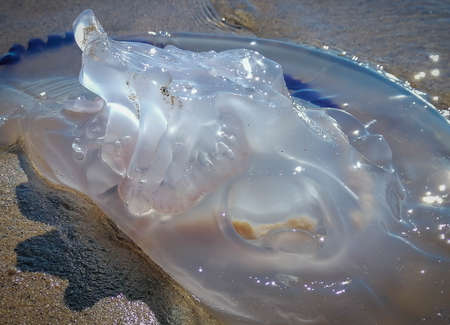 Remains of large purple-rimmed jellyfish in surf on a beach in Sabaudia in Italy