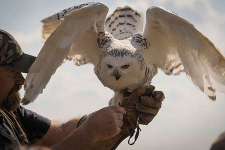 Bracciano, Italy - October 17, 2021, Man in hunting glove and large white snowy owl with spread wingsのeditorial素材