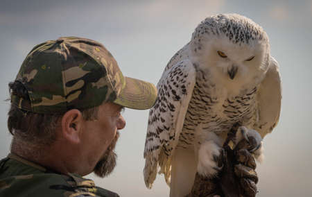 Bracciano, Italy - October 17, 2021, Rugged large white snowy owl on a man's hunting gloveのeditorial素材