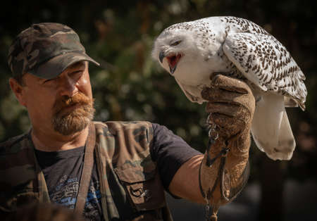 Bracciano, Italy - October 17, 2021, Screaming great white snowy owl on a man's hunting gloveのeditorial素材