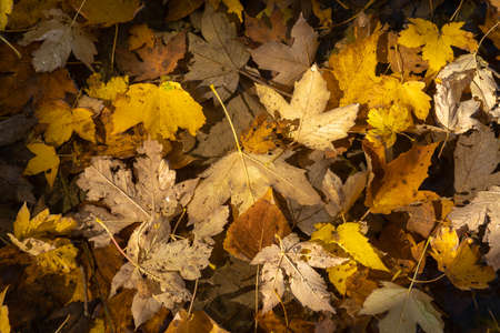Image of bright yellow autumn maple leaves in mountains of Lazio, Italy