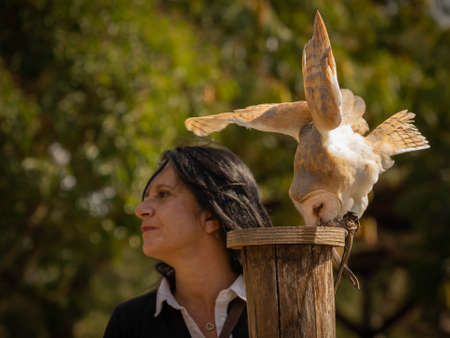 Trevignano Romano, Italy - October 17, 2021, Common barn owl while feeding on a wooden hemp and its ownerr in Trevignano Romano, Italyのeditorial素材