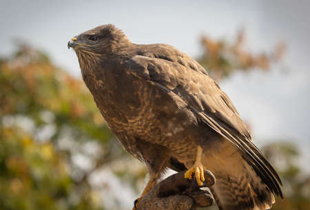 Eagle sitting on hunting glove In Trevignano Romano, Lazio, in Italyの写真素材