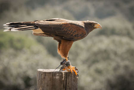 Eagle perched on wooden stump amid greenery in Trevignano Romano, Lazio in Italyの写真素材
