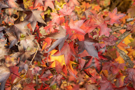 Image of bright multicolored autumn maple leaves in mountains of Lazio, Italy