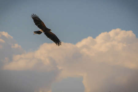 Eagle flying against background of clouds in Trevignano Romano, Lazio, Italyの写真素材