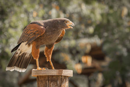 Eagle perched on wooden stump amid greenery in Trevignano Romano, Lazio in Italyの写真素材