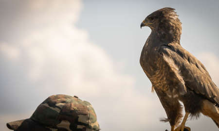Eagle sitting on hunting glove In Trevignano Romano, Lazio, in Italyの写真素材