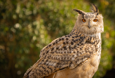 Portrait of a large brown eared eagle owl on a forest background In Trevignano Romano, Lazio, in Italyの写真素材