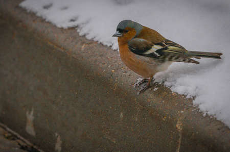 Scenic view of a small bird looking for a food on a just newly covered with snow green meadowの写真素材