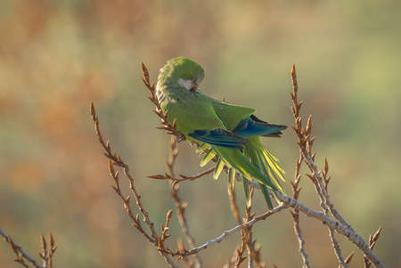 Medium-sized green parrot with feathers spread on bare branch of winter tree in Italy