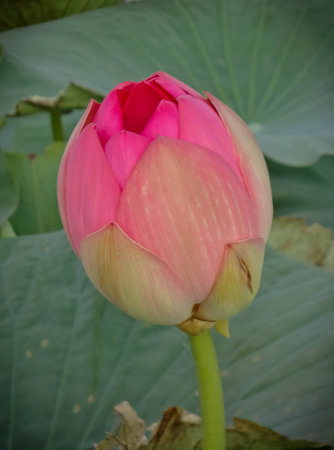 Image of lotus bloom in delta of Volga river, Russiaの写真素材