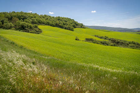 Traditional view of spring fields in Tuscany in Italyの写真素材