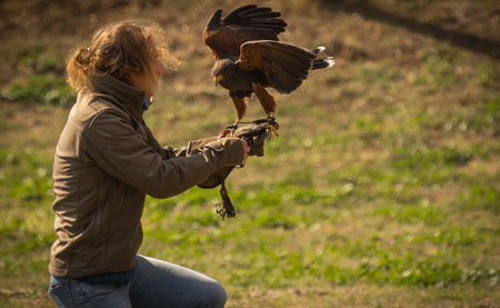 Trevignano Romano, Italy - October 17, 2021, Eagle sitting on hunting glove of man in Trevignano Romano, Italyのeditorial素材