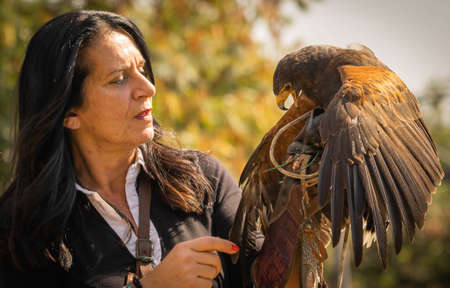 Trevignano Romano, Italy - October 17, 2021, Eagle sitting on hunting glove of a woman in Trevignano Romano, Italyのeditorial素材