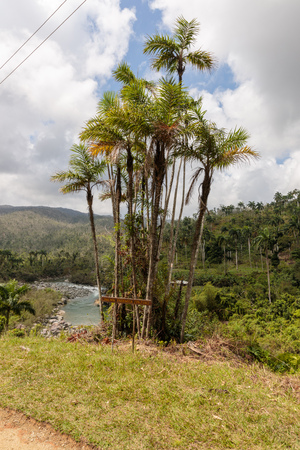 palm and sign with the palm name and river in the backgraund in alejandro de humboldt national park near baracoa cubaの写真素材
