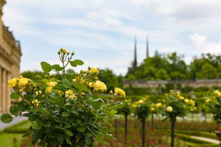 Flowers in the Residenzgarten of the Residenz in Wuerzburg with view of the church towers of St. Johanniskircheの写真素材