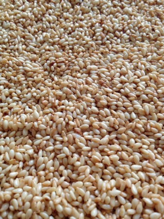 Close up photo of roasted sesame seed. の素材