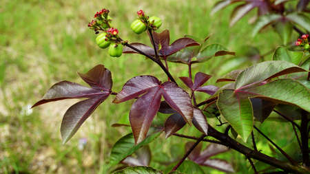the beauty of the bellyache plant or jatropha gossypiifolia which has young red leaves and green...