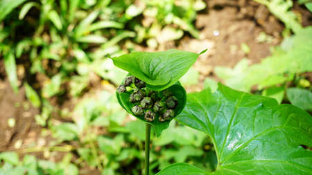 tacca palmata is a bulbous herbaceous plant with dark green leaves that bears fruit only once a...