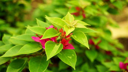 bougainvillea buttiana is a flowering plant commonly used as decoration around homes and gardens