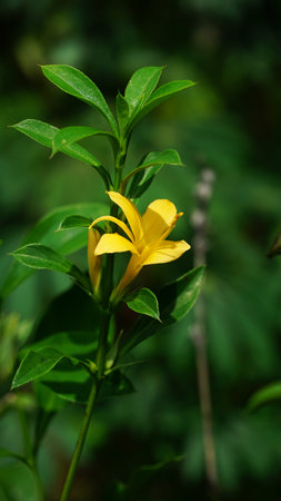 barleria prionitis is a thorny shrub that has beautiful bright yellow flowers. Some parts of this plant are commonly used for natural medicine by local residentsの写真素材