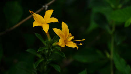 barleria prionitis is a thorny shrub that has beautiful bright yellow flowers. Some parts of this...