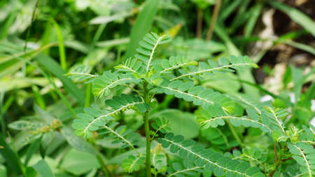phyllanthus urinaria or meniran (Javanese) plant is a wild plant that has an upright round stem shape and small green leaves. this plant is commonly used as a medicine for several diseasesの写真素材