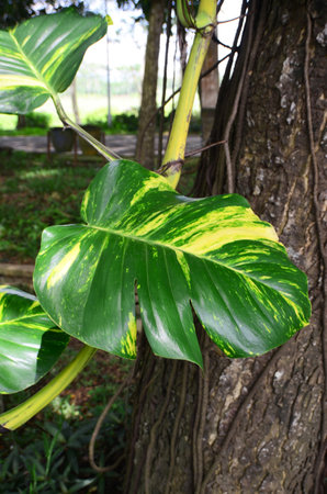 epipremnum aureum or sirih gading is a semi-epiphytic vine belonging to the Araceae tribe. this...