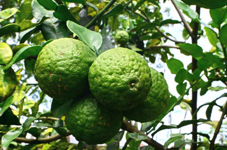 the citrus hystrix or kaffir lime is a shrub from 2 to 12 meters high with green leaves with curved...