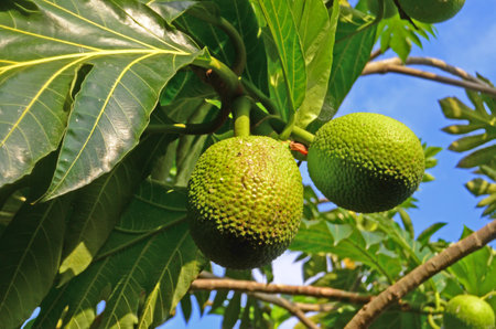 Artocarpus altilis or Breadfruit is a plant in the Moraceae family. The fruit is oval in shape with a rough surface. This fruit can be eaten by processing it first.の写真素材