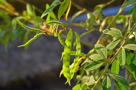 Cajanus cajan or Pigeon pea is a perennial upright shrub of a type of legume in the family Fabaceae....