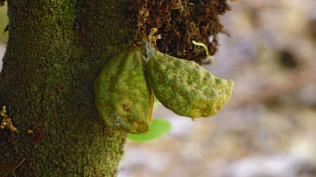 Nam nam fruit or Cynometra cauliflora in the form of thick fleshy pods, kidney-shaped wrinkled and...