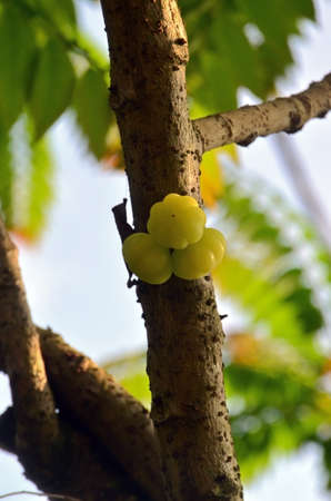 Yellowish green Phyllanthus acidus or Otaheite Gooseberry fruit on the tree