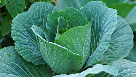 Cabbage or Cole or Brassica oleracea plants have wide, whitish green leaves. This is one of the...