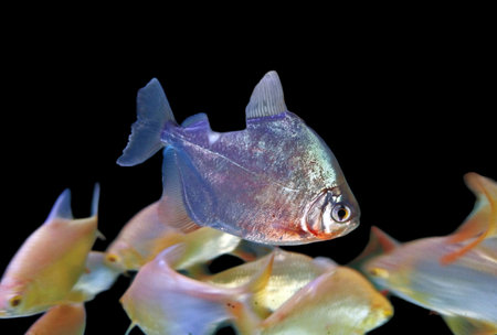 glossy white freshwater ornamental fish photo with dark fins